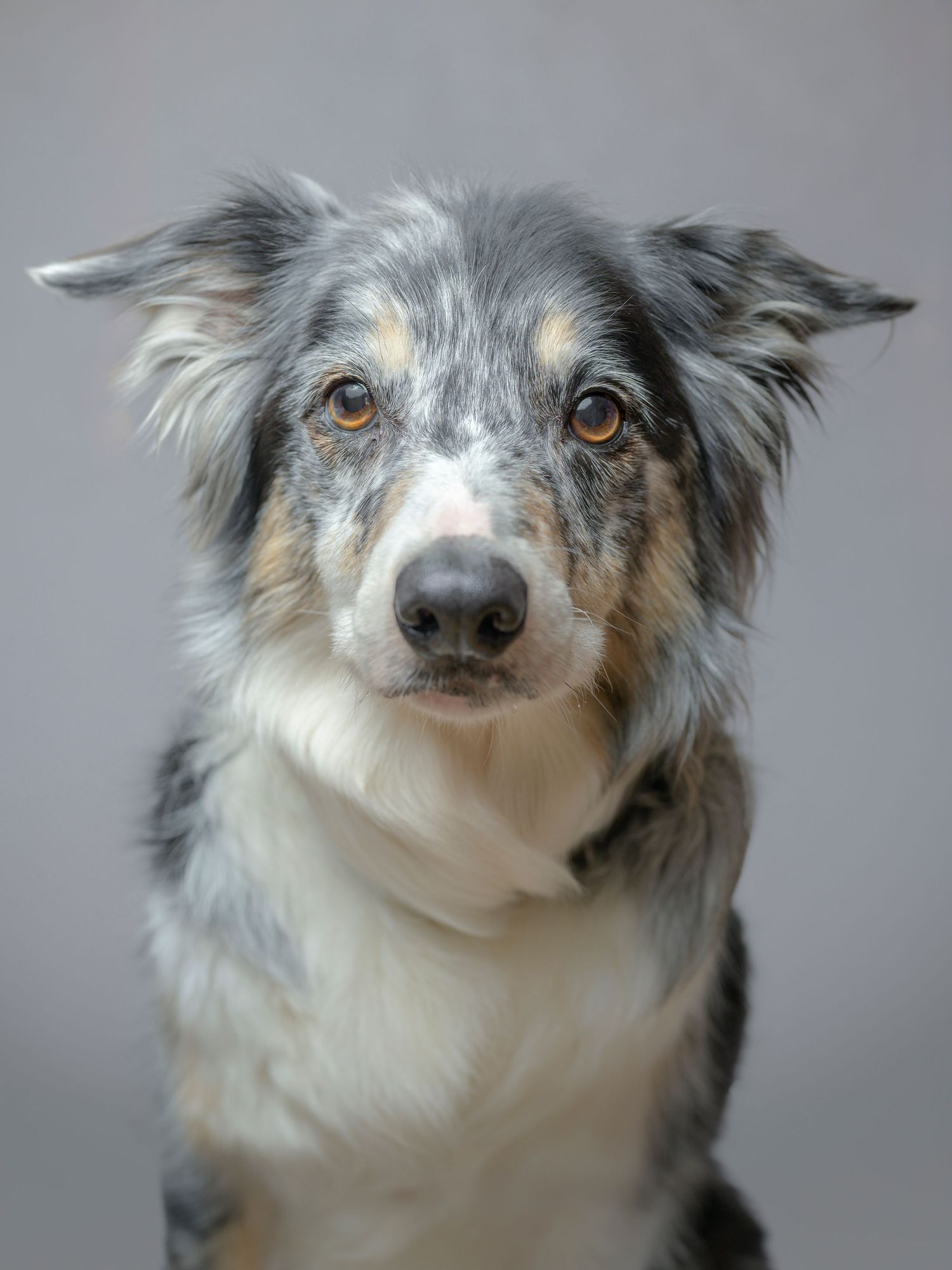 Blue merle Australian Shepherd with amber eyes sitting attentively in a gray studio portrait.