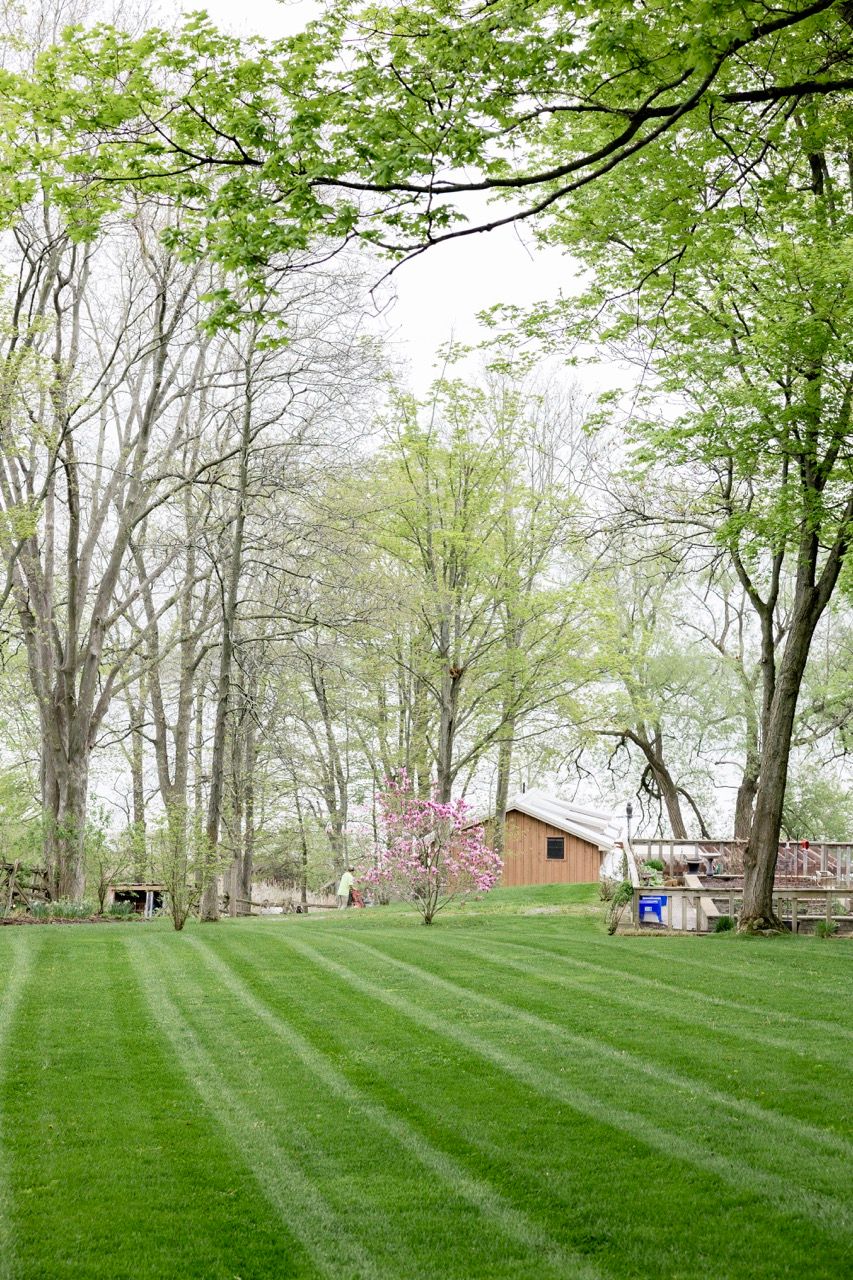 Neatly striped green lawn with tall trees and a rustic barn in the background during spring.