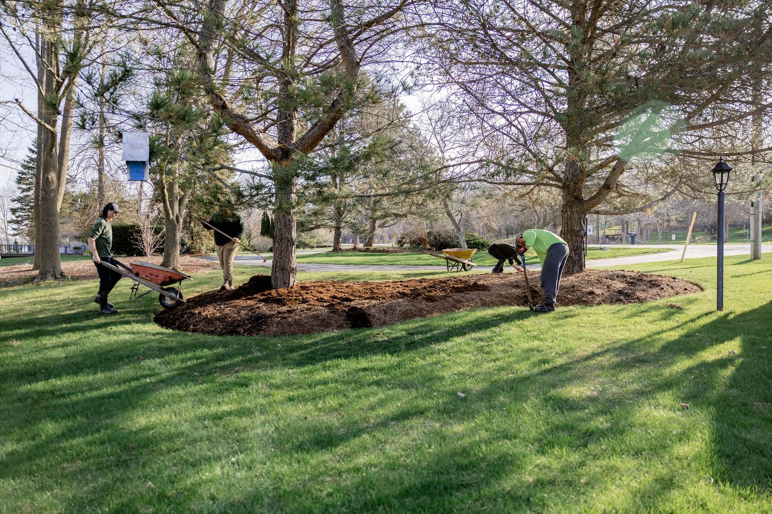 Landscapers mulching around trees on a green lawn, with one worker pushing a wheelbarrow in a park setting.