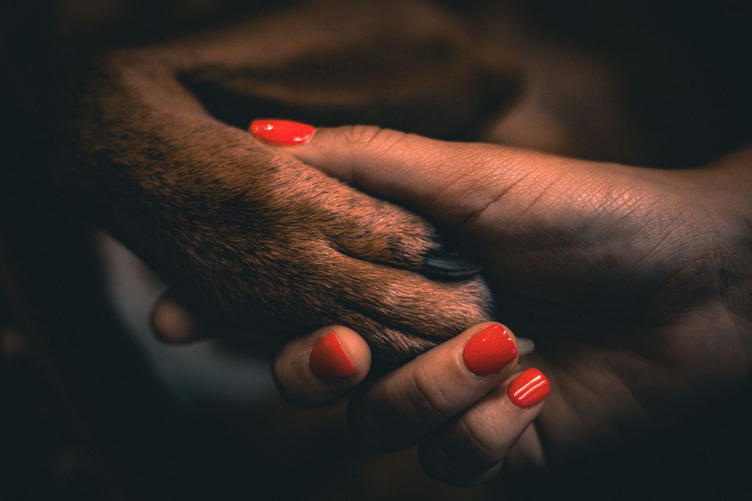 A person with red nail polish gently and lovingly holds a dog's paw in a warm, intimate close-up photo.