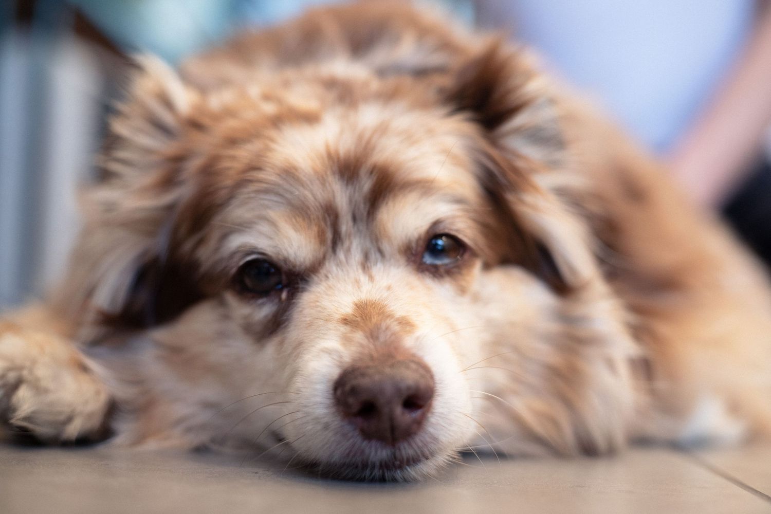 Close-up of an adorable fluffy Australian-shepherd dog resting its head on the floor.