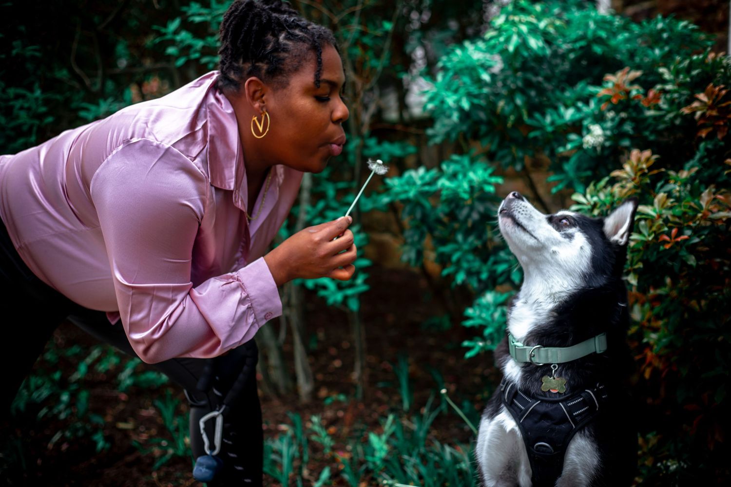 A woman blows a dandelion toward a black and white Husky dog among green foliage outdoors.