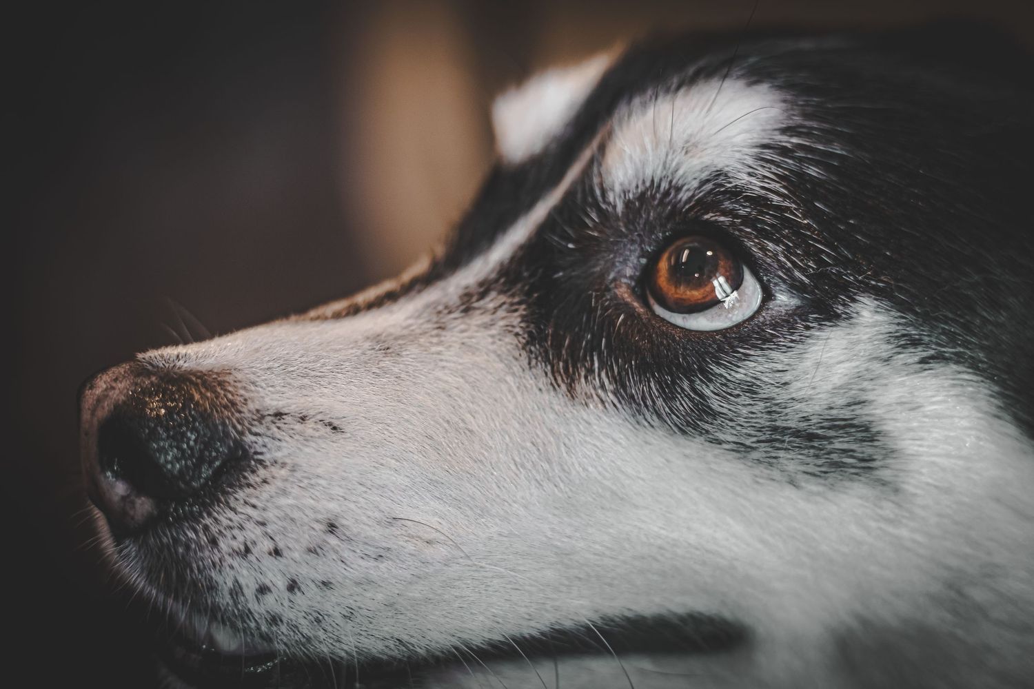 Close-up portrait of a black and white Siberian Husky with striking brown eyes in dim light.