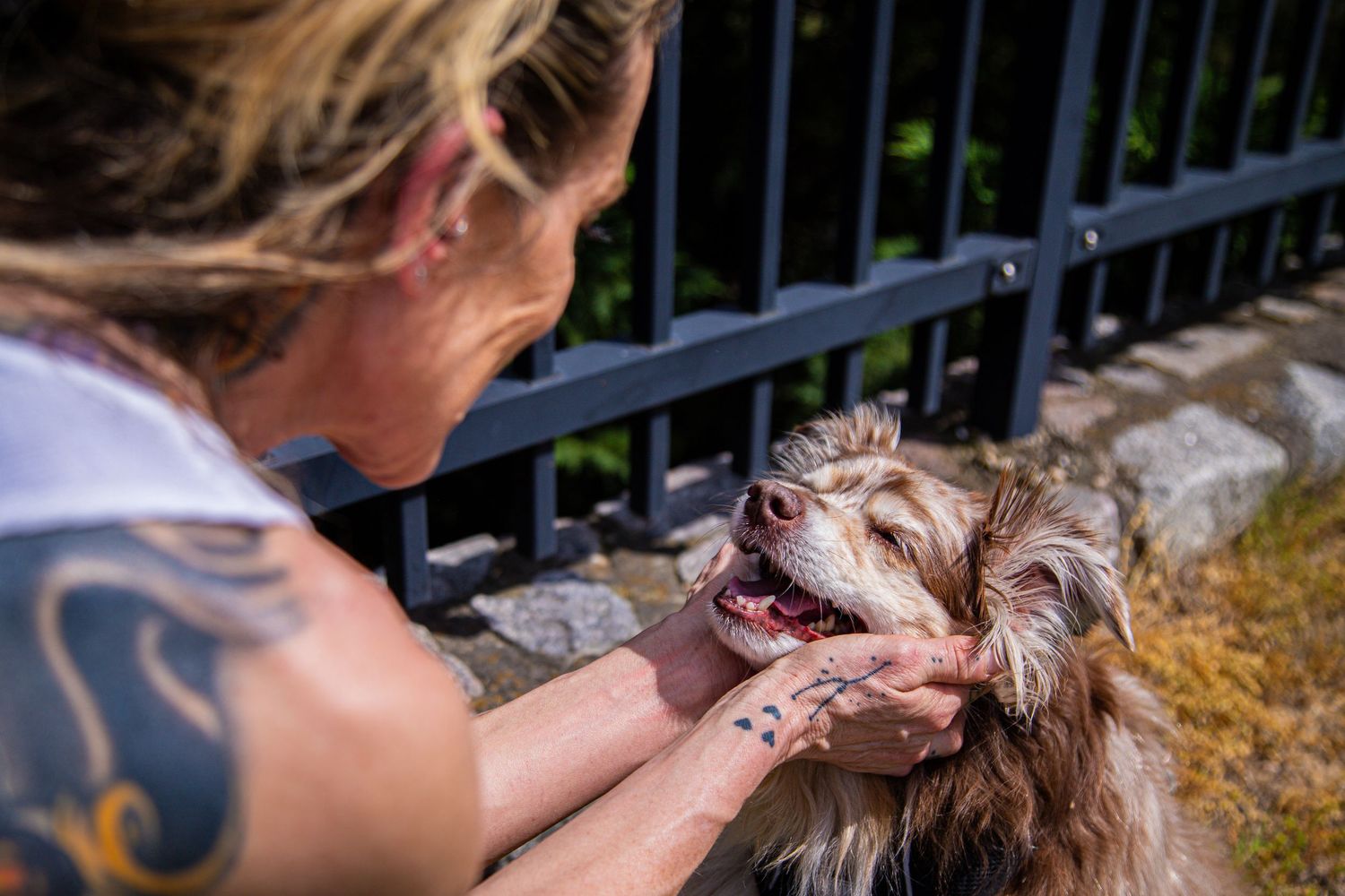 Woman with tattoos gently holding the face of her small Australian-shepherd dog outdoors near a fence.