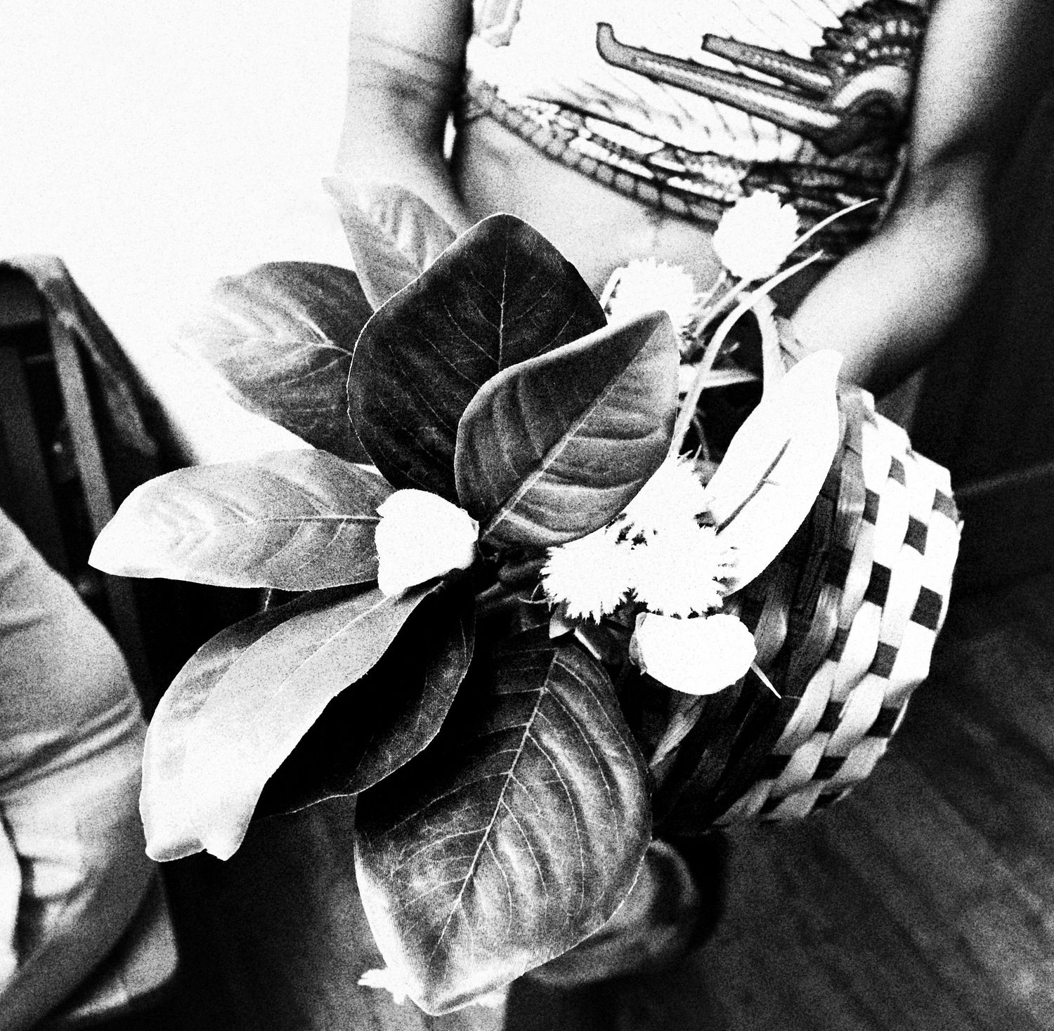 Black and white close-up of hands holding large tropical leaves and small white flowers in a woven basket.