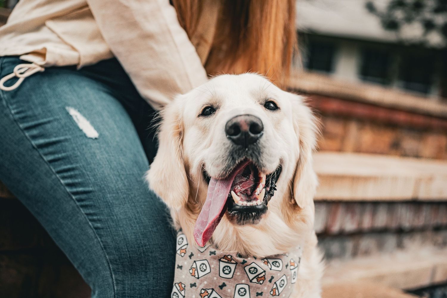 Happy golden retriever with tongue out wearing a bandana standing beside a person in jeans.