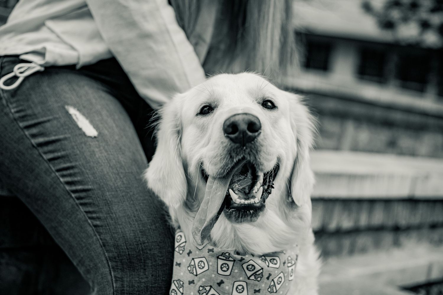 Black and white photo of a golden retriever in a bandana sitting beside a person in jeans.