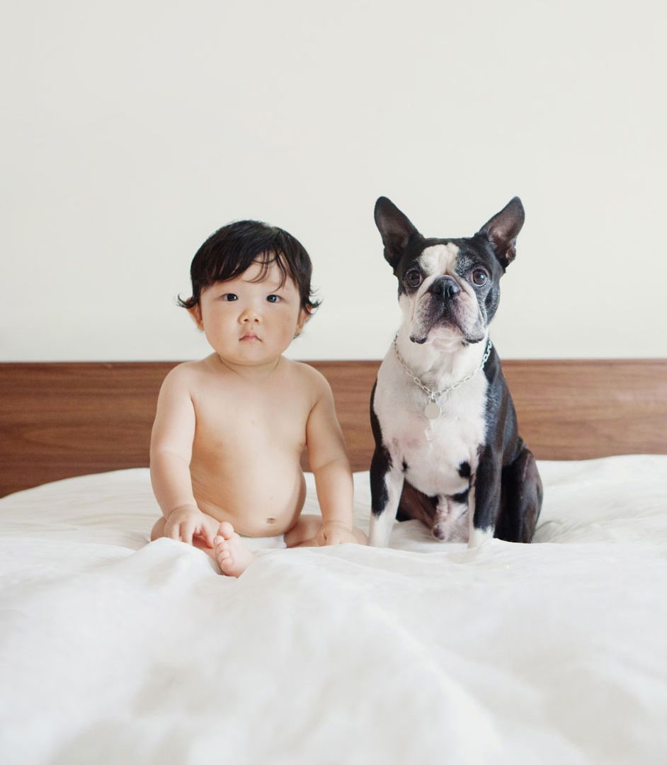 Asian baby sitting on white bed next to black and white Boston Terrier dog.