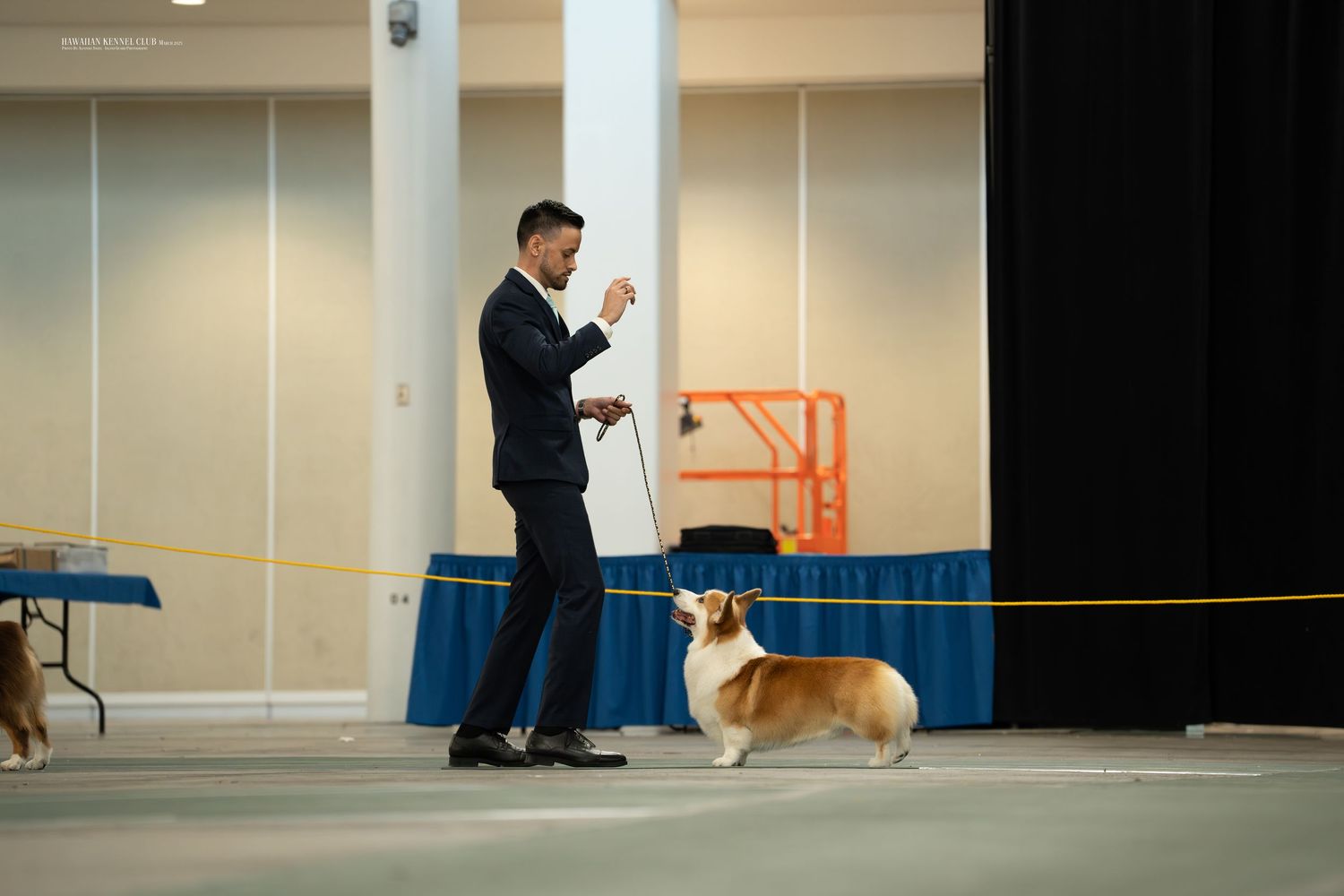 A dog handler guides a Pembroke Welsh Corgi through an indoor agility training course.