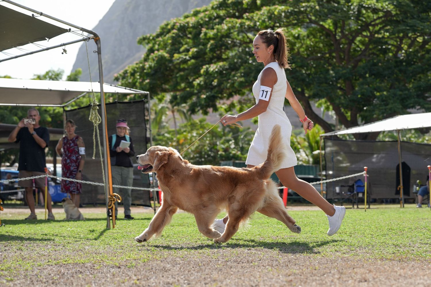 A golden retriever dog leaps through the air to catch a flying disc during an outdoor agility competition.