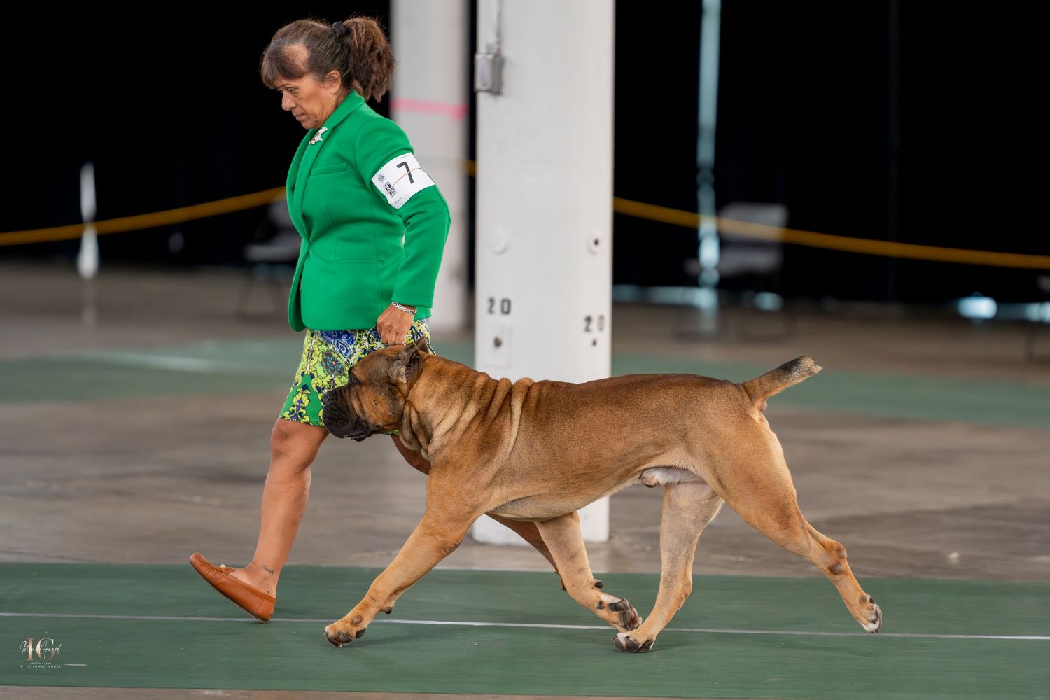 A dog in motion runs alongside someone wearing a green shirt during an agility competition event.