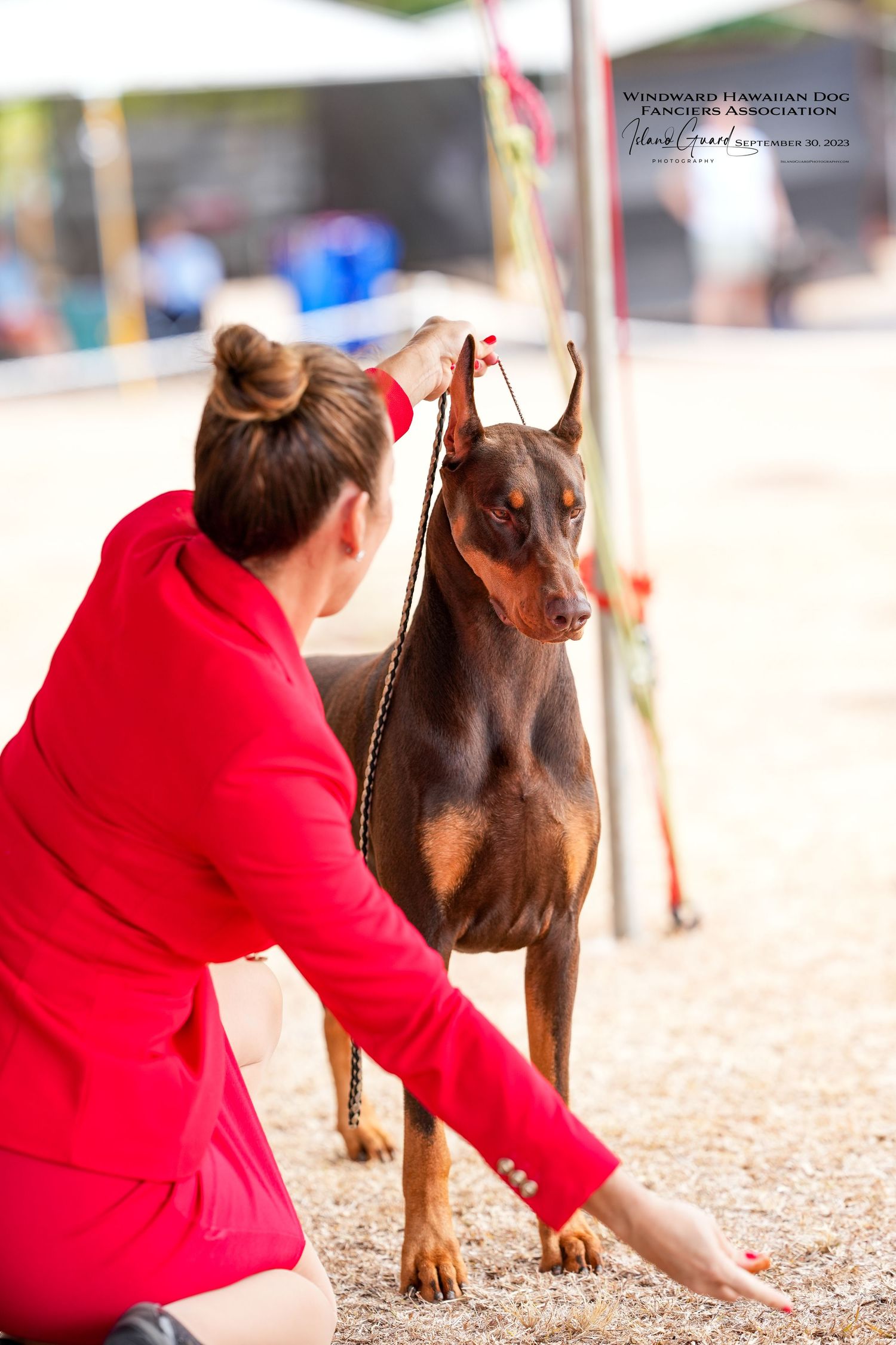 A person in a red sweater plays and interacts with a brown dog on a sandy ground in a series of connected photos.
