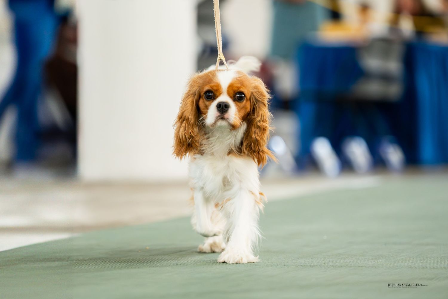 Cavalier King Charles Spaniel dog performing agility course jumps in competitive dog show arena.