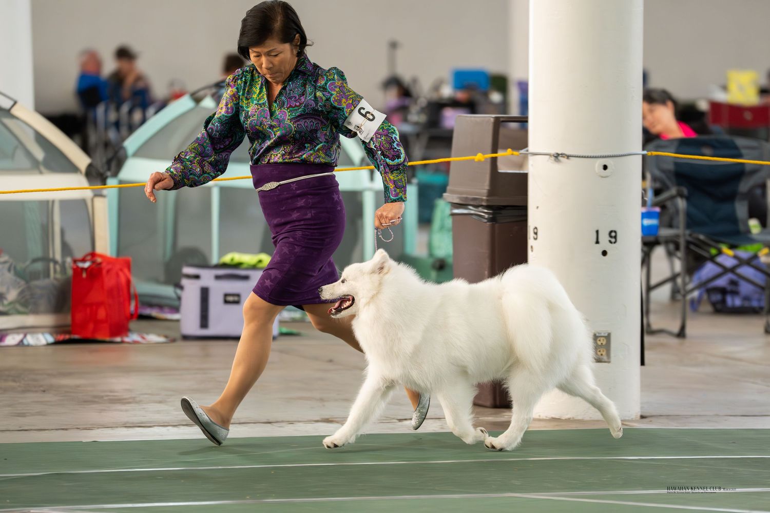 A white dog and handler compete in an agility competition, running through an indoor course.