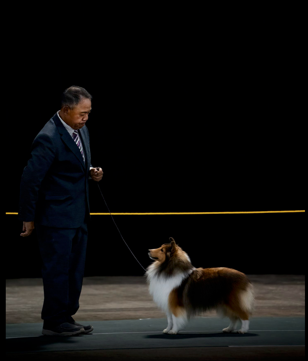 A man in a suit leads a Shetland Sheepdog on a leash at a dog show competition.