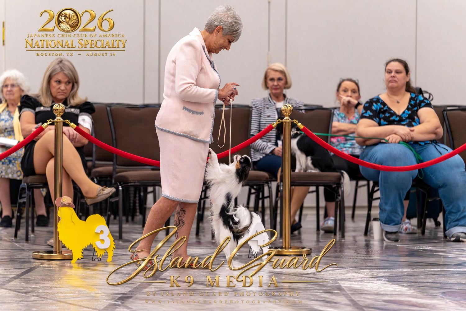 Handler in pink suit shows a black and white dog at the 2026 National Specialty dog show competition.