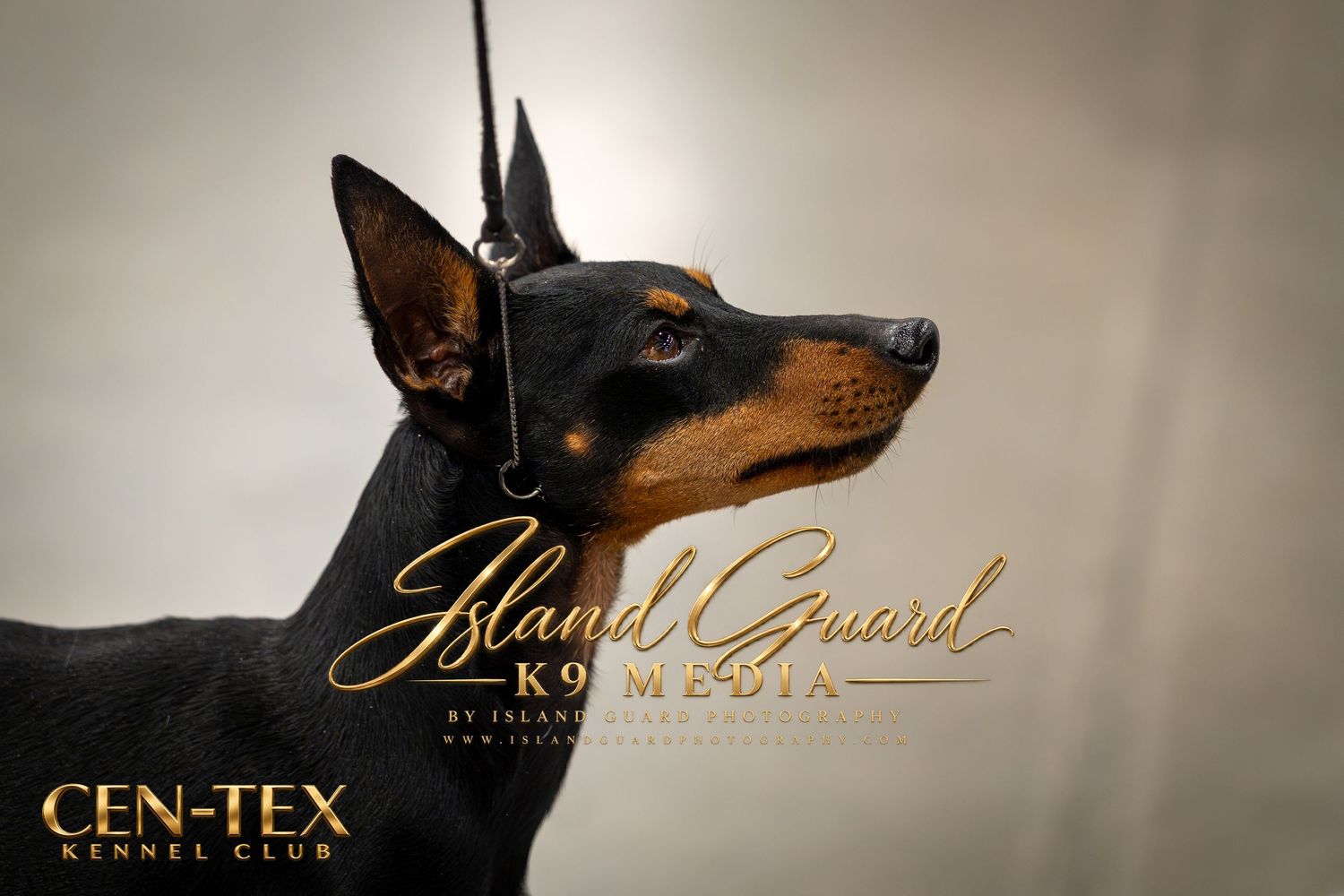 A sleek black and tan Doberman Pinscher poses elegantly at a Cen-Tex Kennel Club show, branded with Island Guard K9 Media.