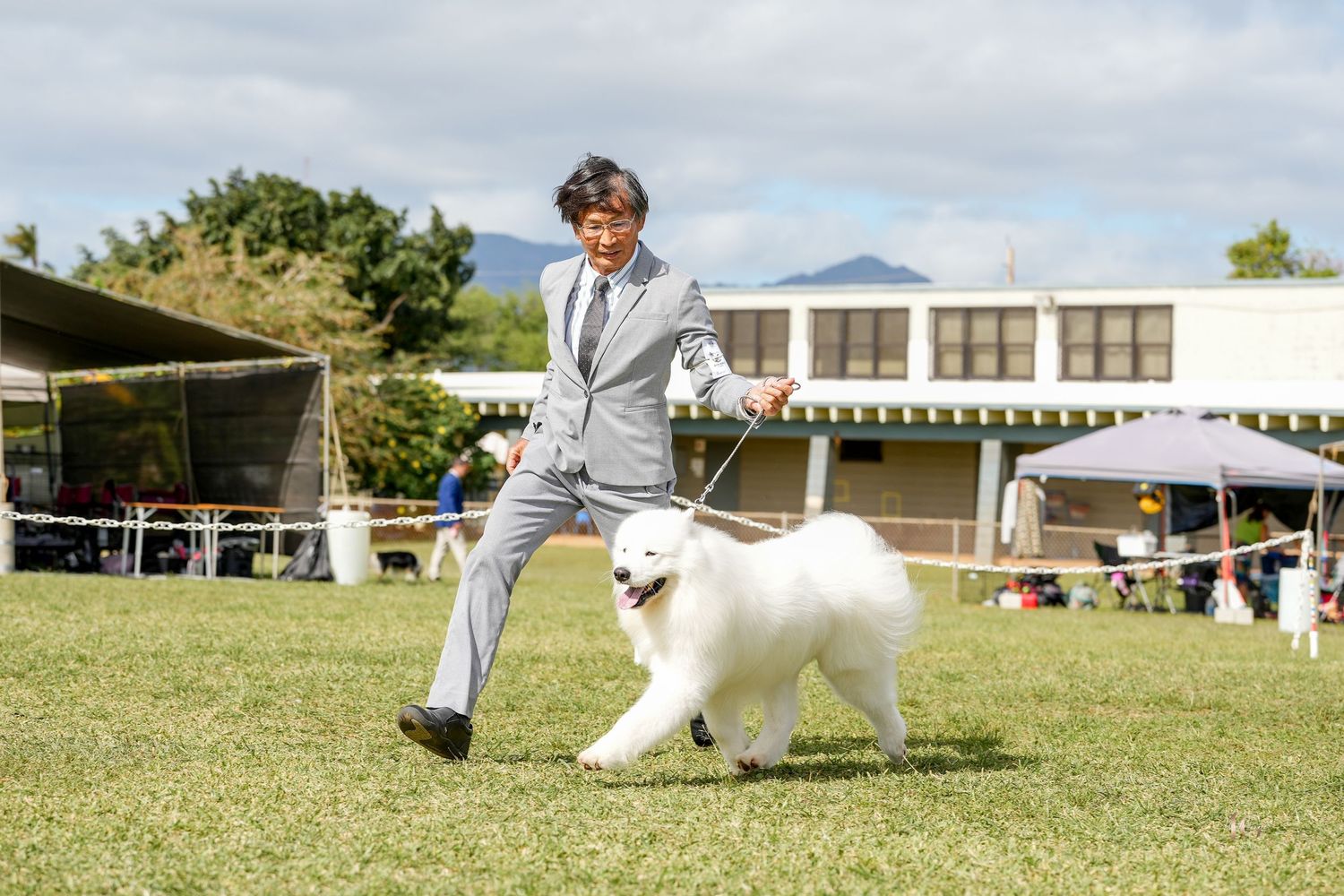White dog performs agility course training on outdoor grass field with trainer and obstacles in daylight.