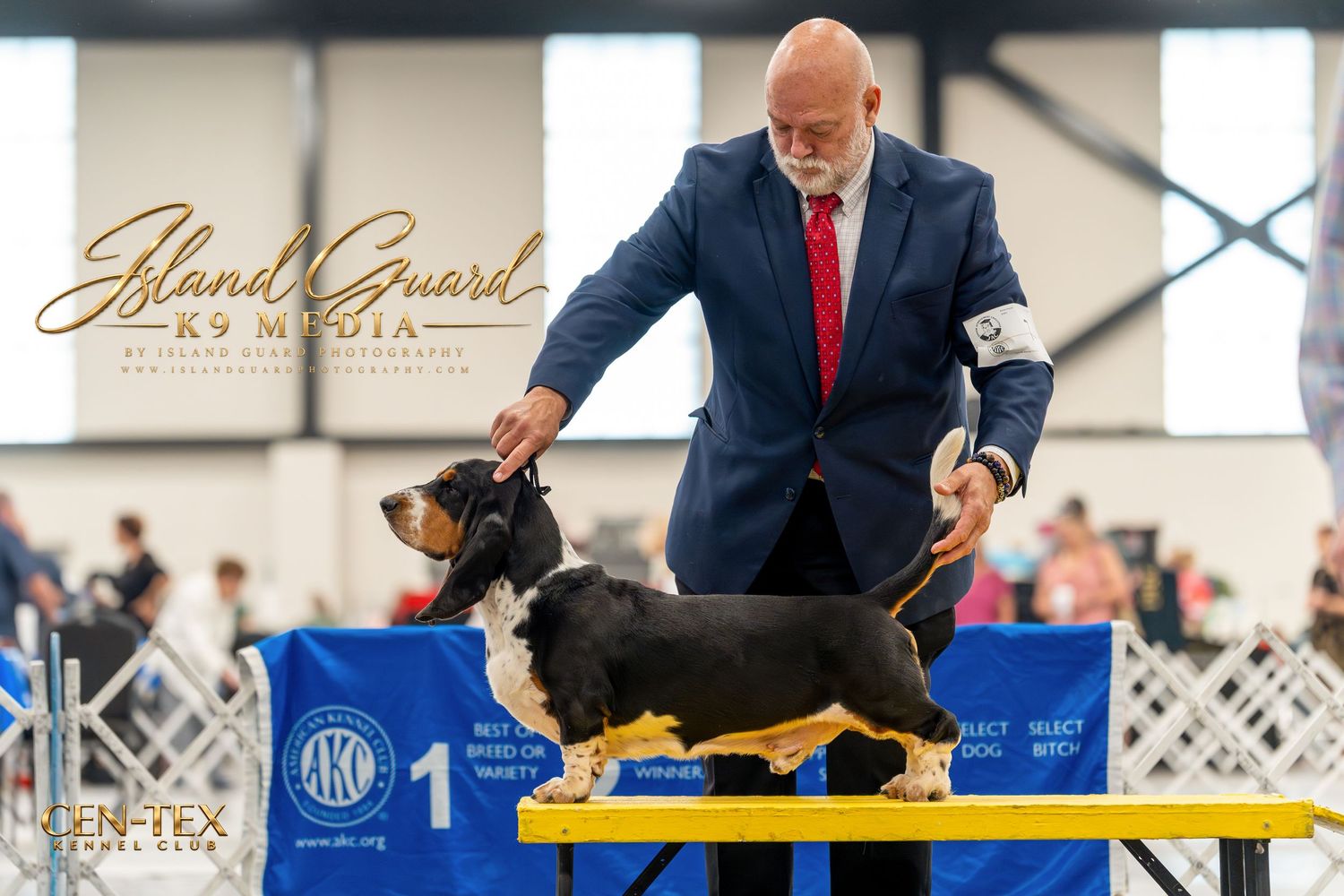Handler presenting a Basset Hound on a judging table at an AKC dog show competition indoors.