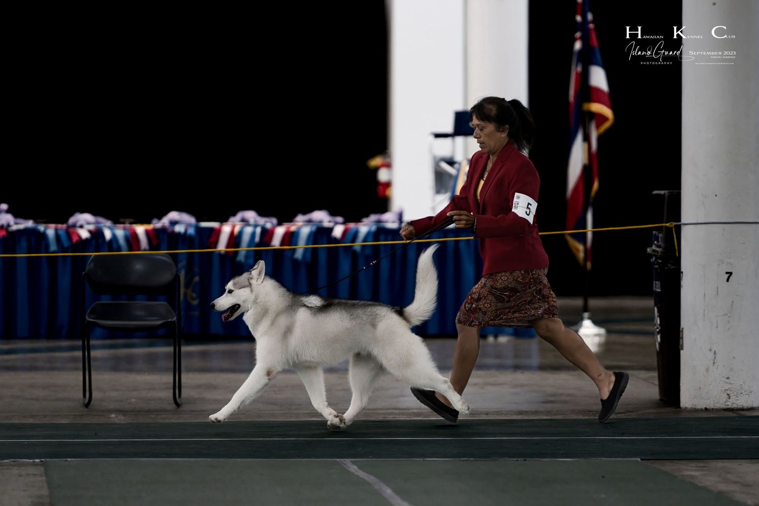 A white Husky dog runs alongside its handler during a dog show competition with American flags in the background.