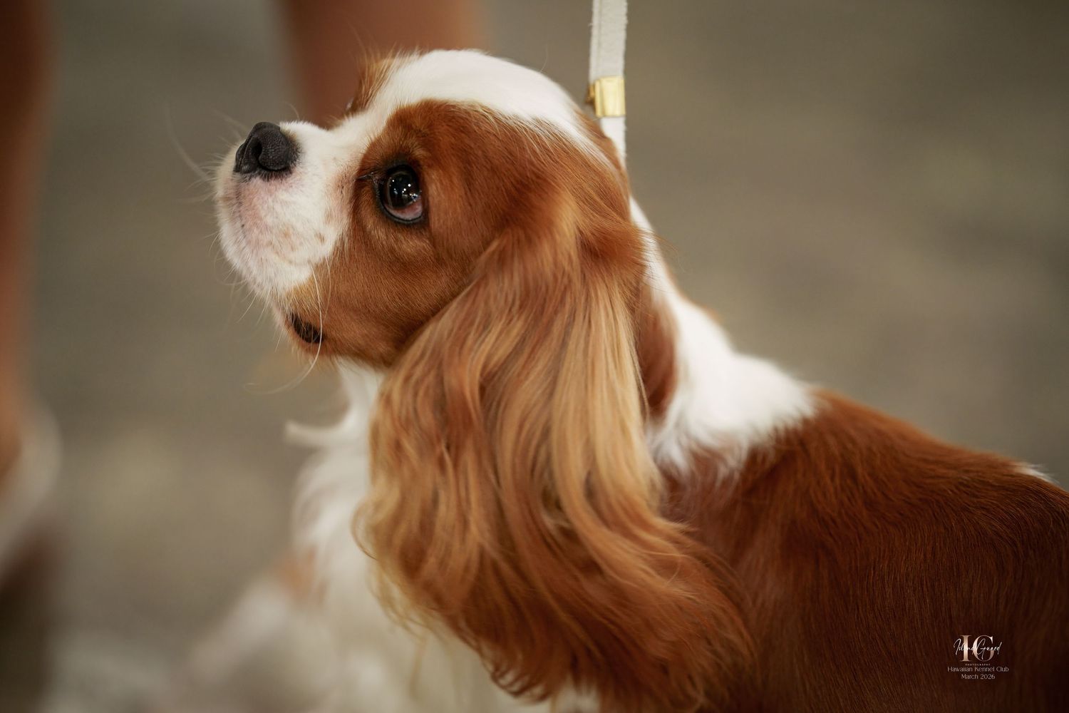A Cavalier King Charles Spaniel puppy with long floppy ears looks up with big brown eyes in a close-up portrait.