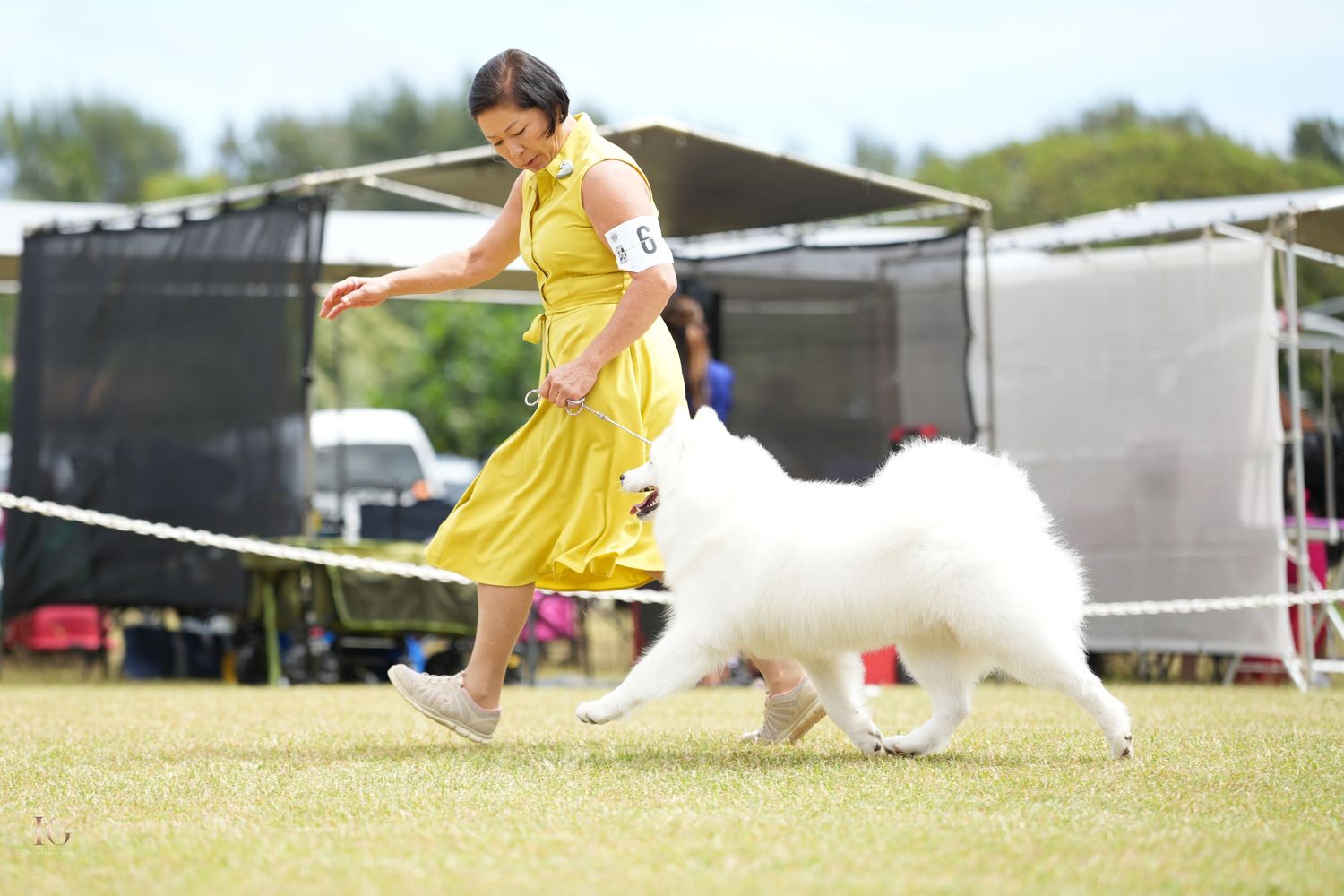 Handler in bright yellow dress runs alongside elegant white Samoyed dog during outdoor competition event.
