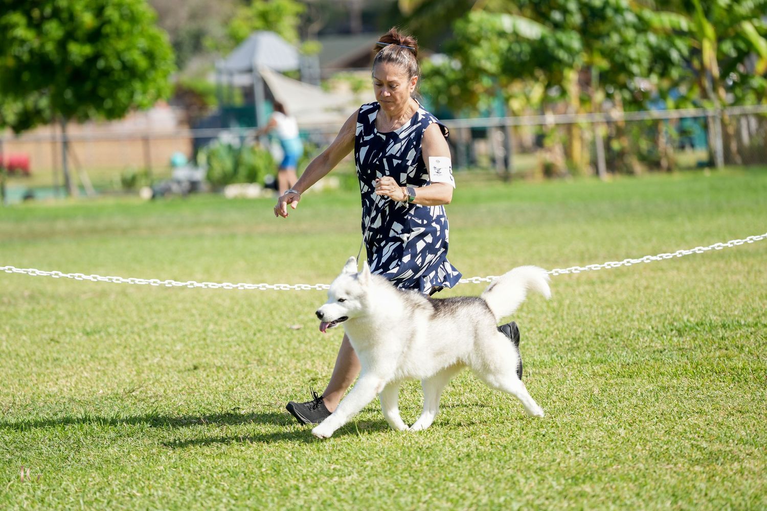 A white dog runs through a grassy field while participating in agility training on a sunny day.