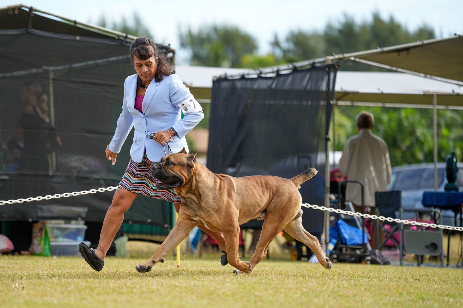 A brown dog performs agility course exercises with its handler on a grassy outdoor training field.
