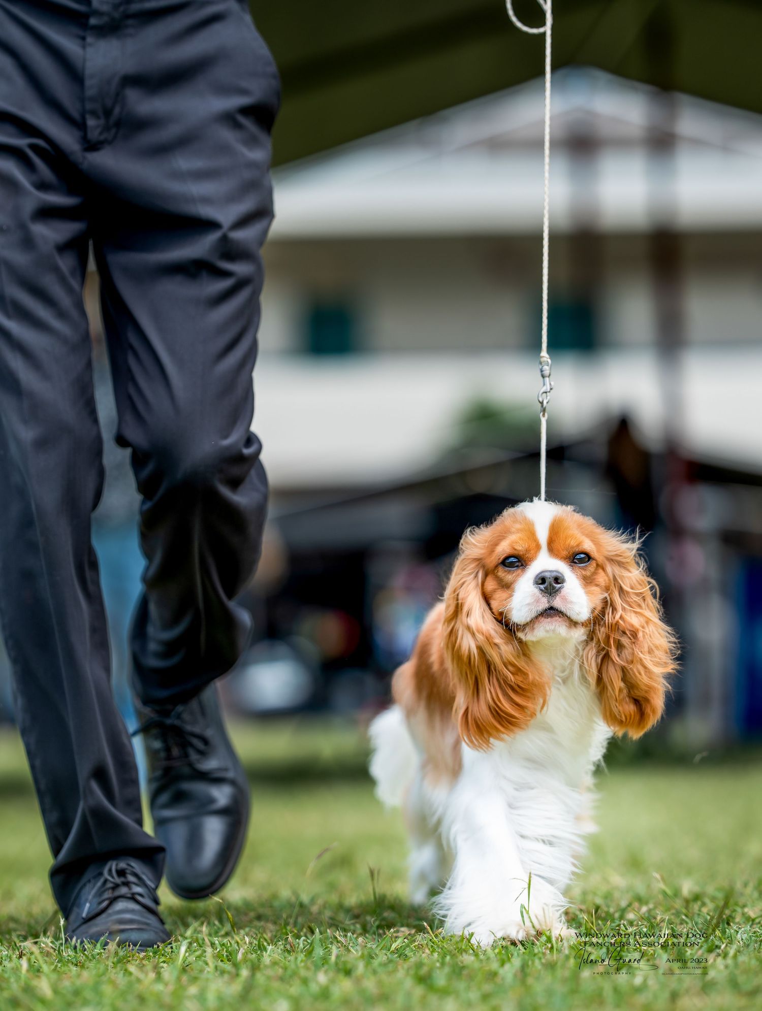 A Cavalier King Charles Spaniel dog walking alongside someone's legs on green grass during an outdoor event.