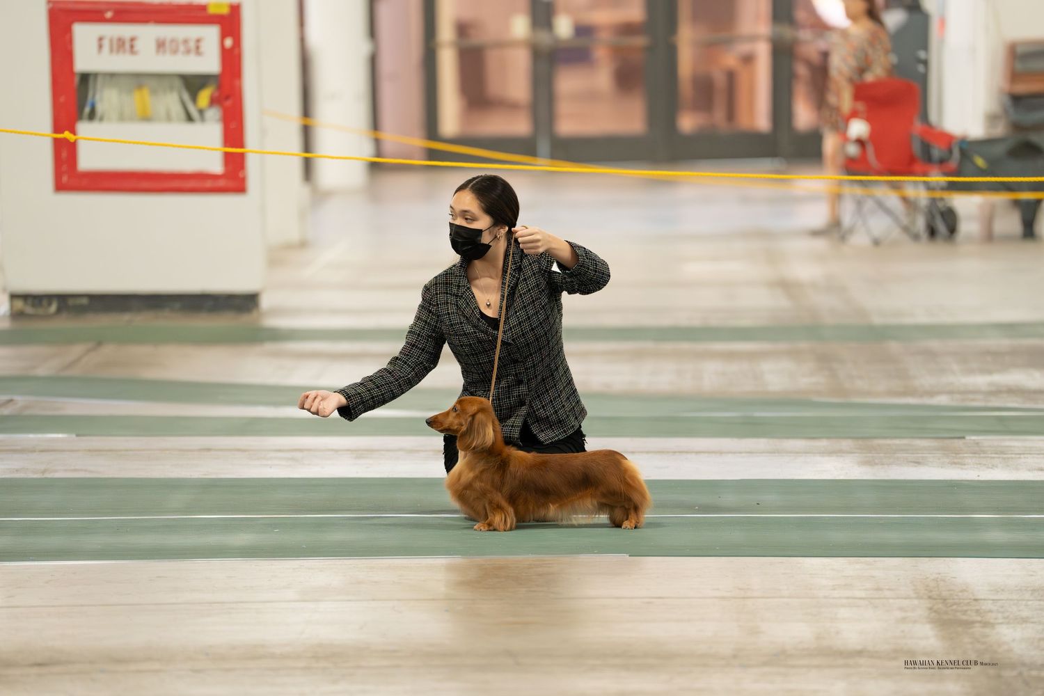 A small dachshund dog walks across a wet reflective surface in an urban setting.