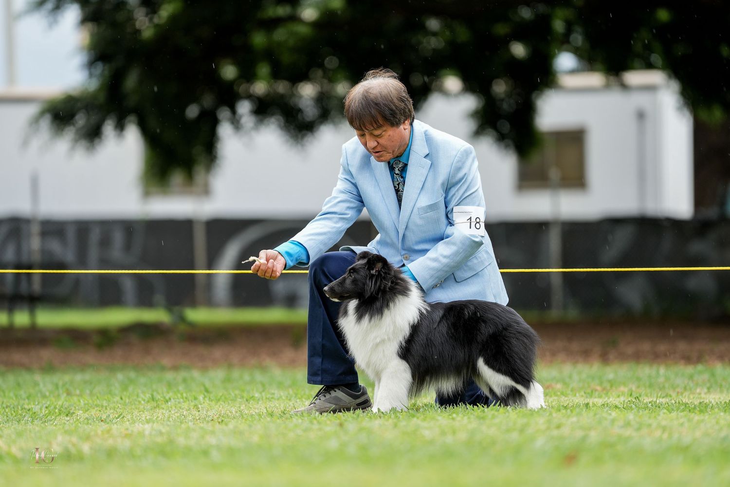 Border collie dog and person playing together on a green grassy field on a sunny day.