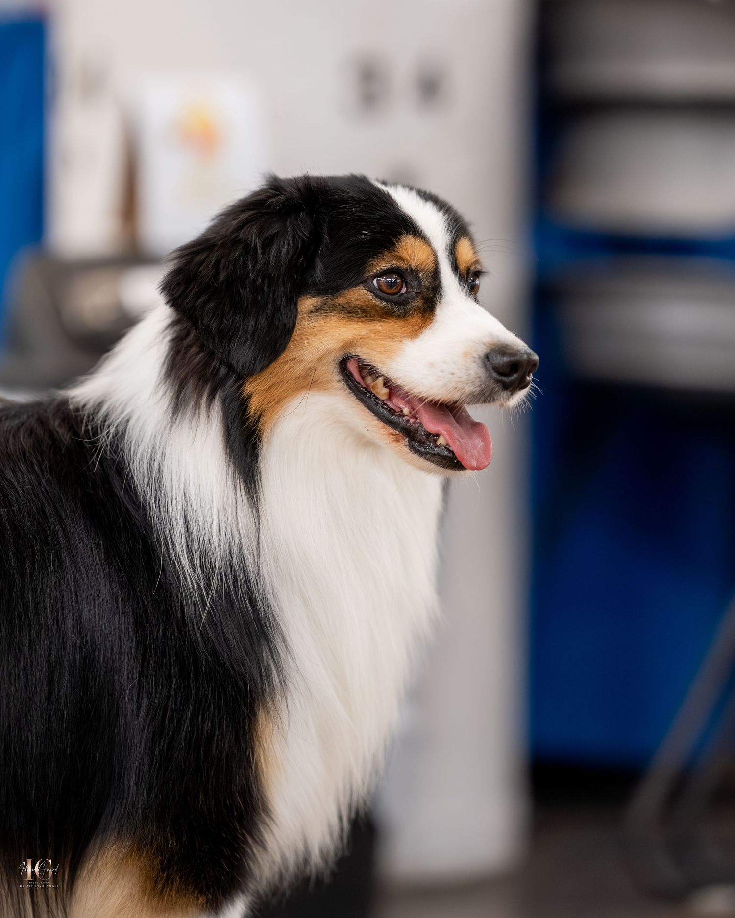 A black and white Australian Shepherd dog with alert ears and bright eyes looking to the side in profile view.
