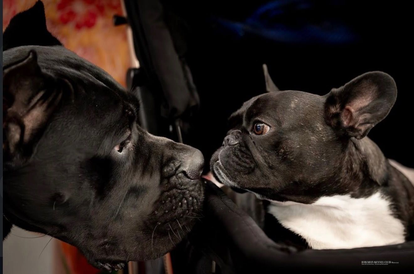 Two black and white French Bulldogs touching noses in an affectionate moment against a dark background.