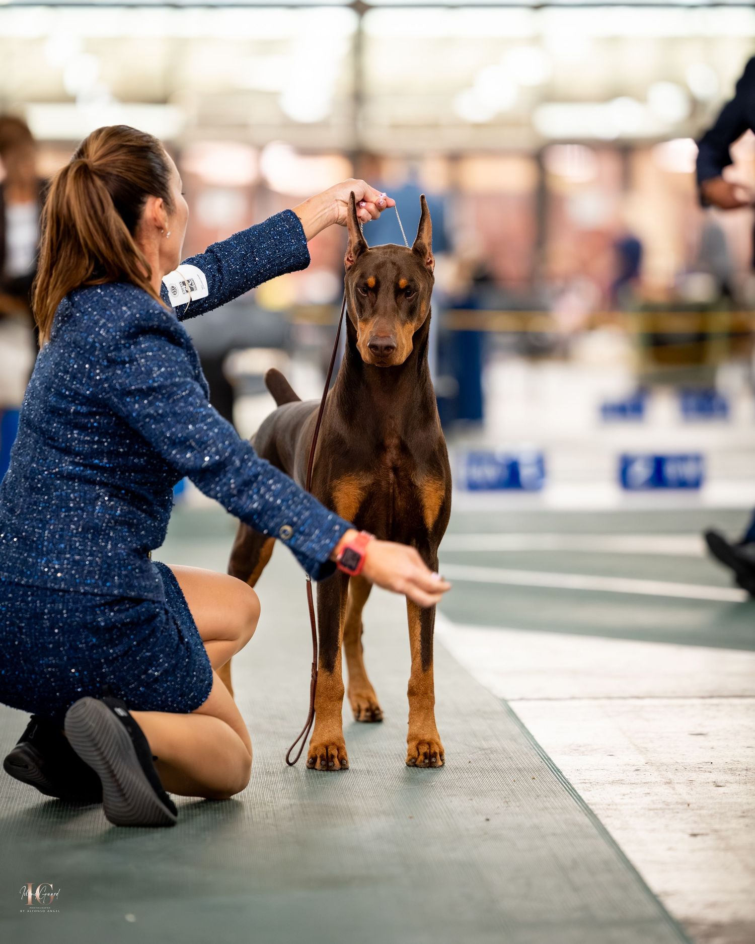 A sequence of photos showing a person in blue kneeling beside a brown Doberman dog on a gray floor.
