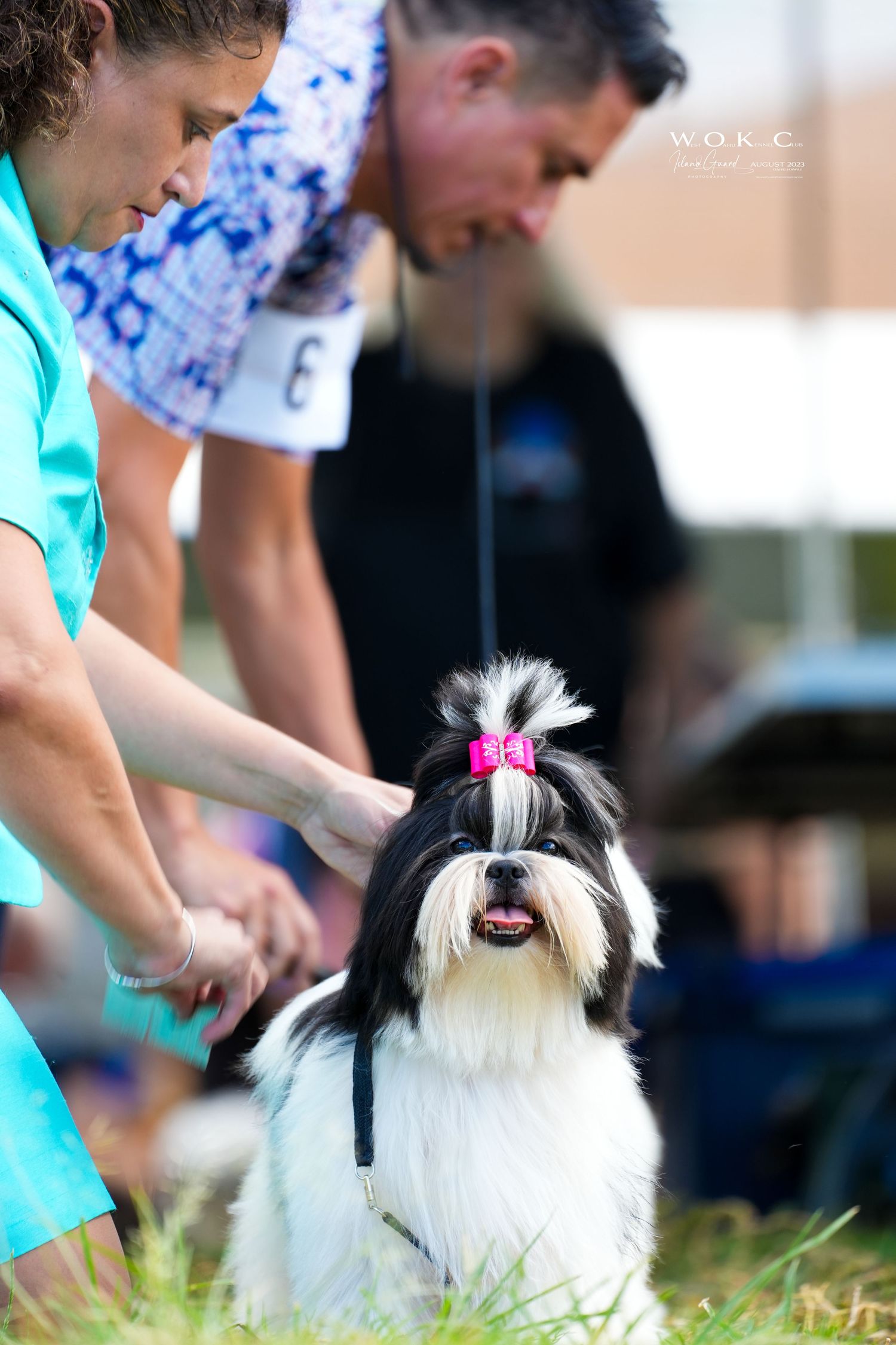 A small white dog with a pink bow performs in an agility competition with its handler in a grassy field.