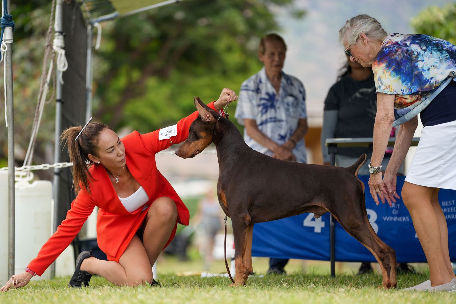 A brown and white dog leaps through the air to catch a red frisbee during an outdoor competition.