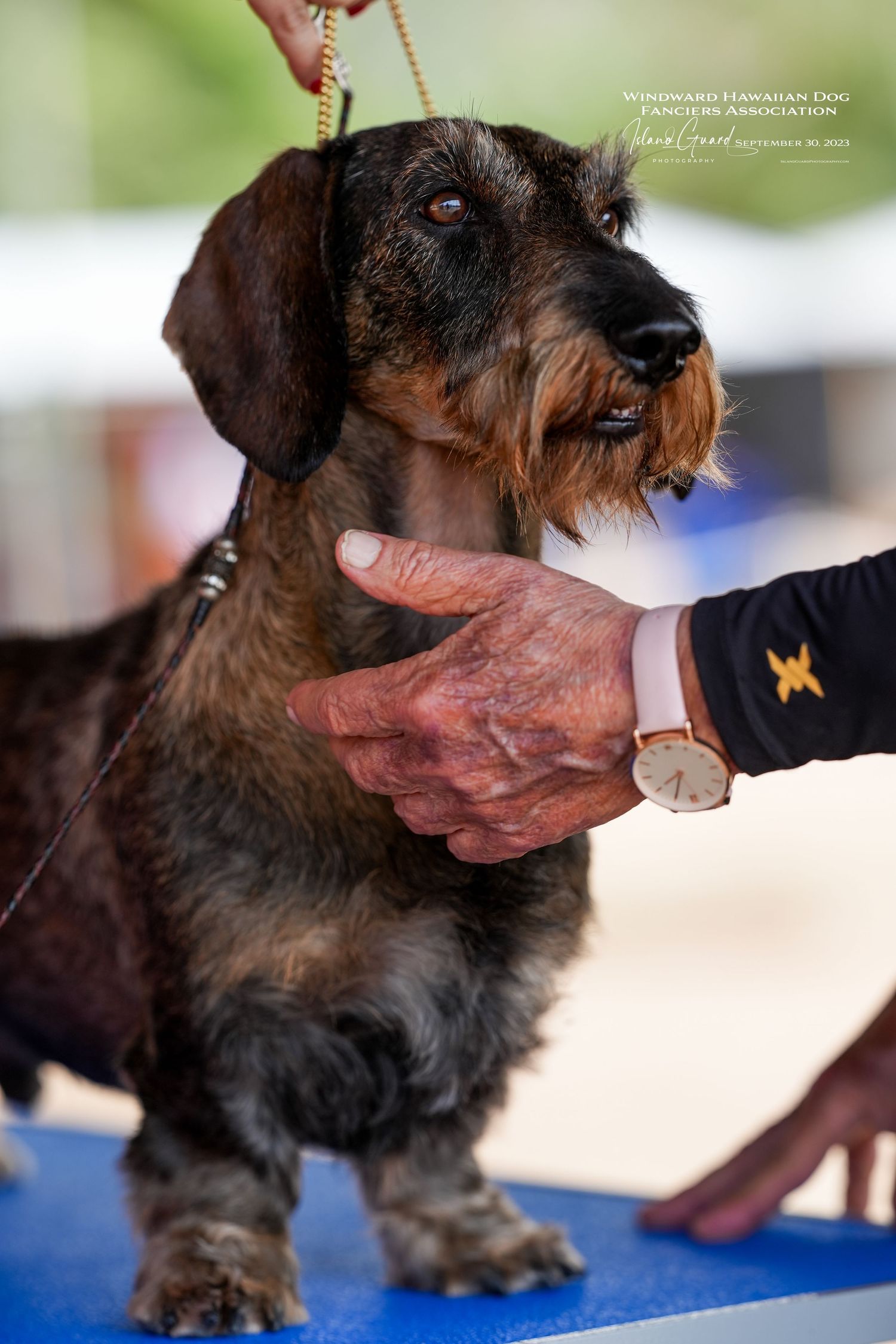 A small dark-haired wirehaired dachshund being judged at a dog show on a blue carpet.