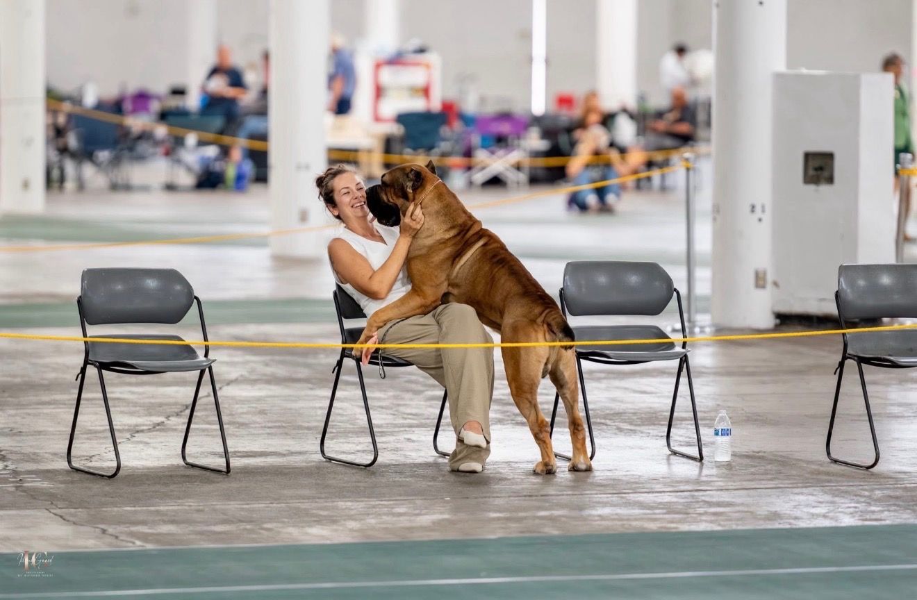Two dogs play and chase each other around chairs in a large indoor space with concrete floors.