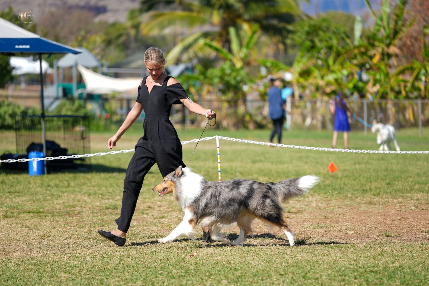 Dog and handler practicing agility training exercises on outdoor grass field in multiple action shots.