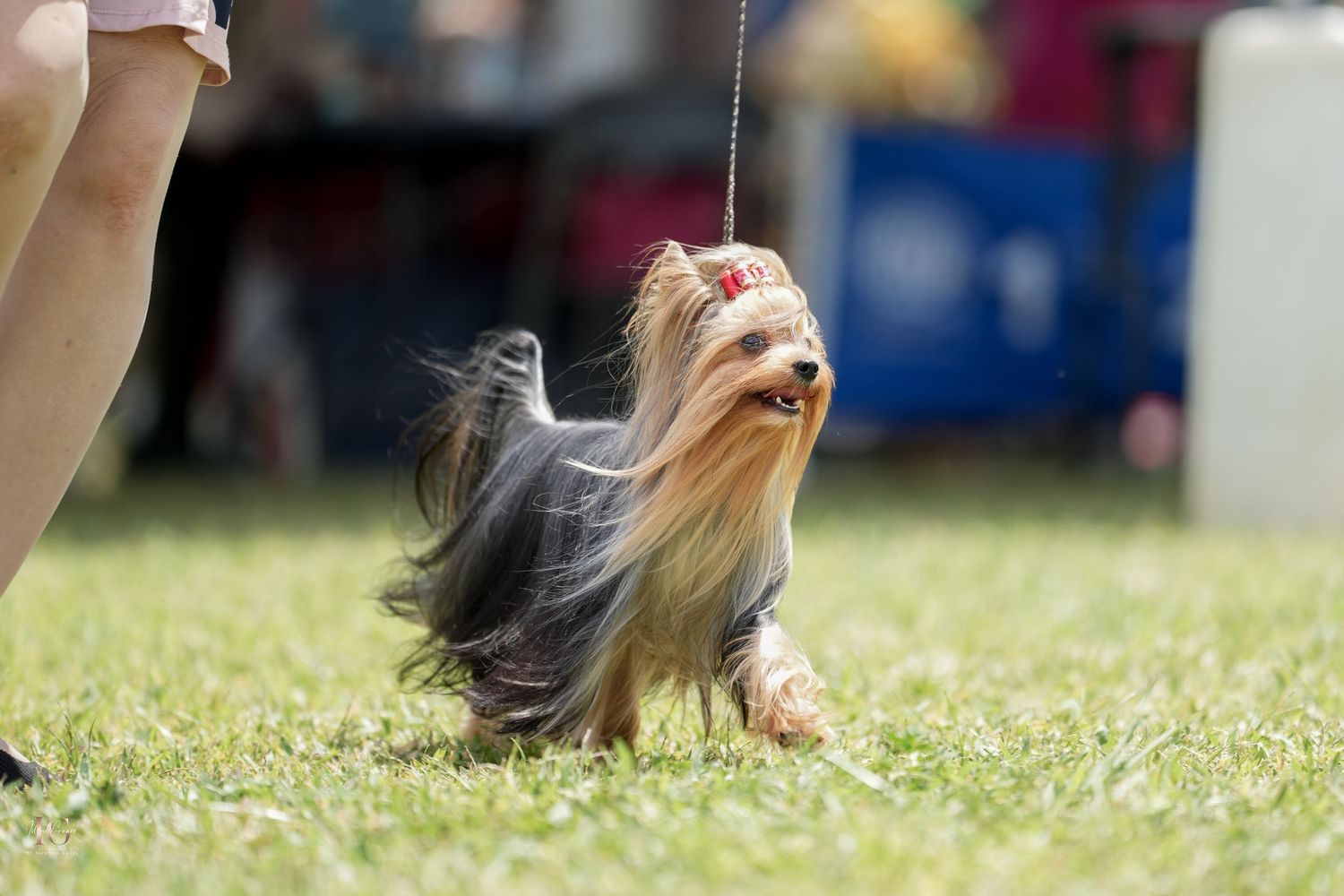 A Yorkshire Terrier dog with flowing hair runs on grass during an agility competition event.
