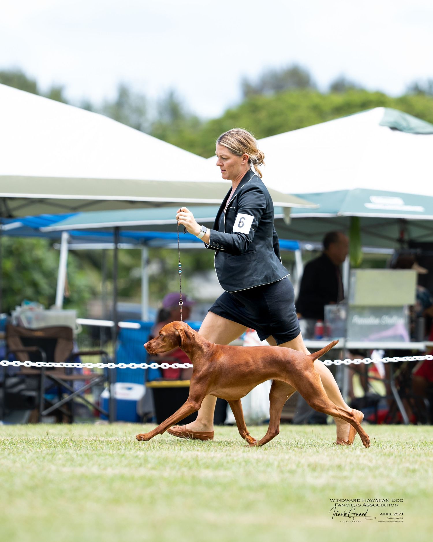 A sequence of action shots showing a dog and handler performing agility competition runs on an outdoor course.