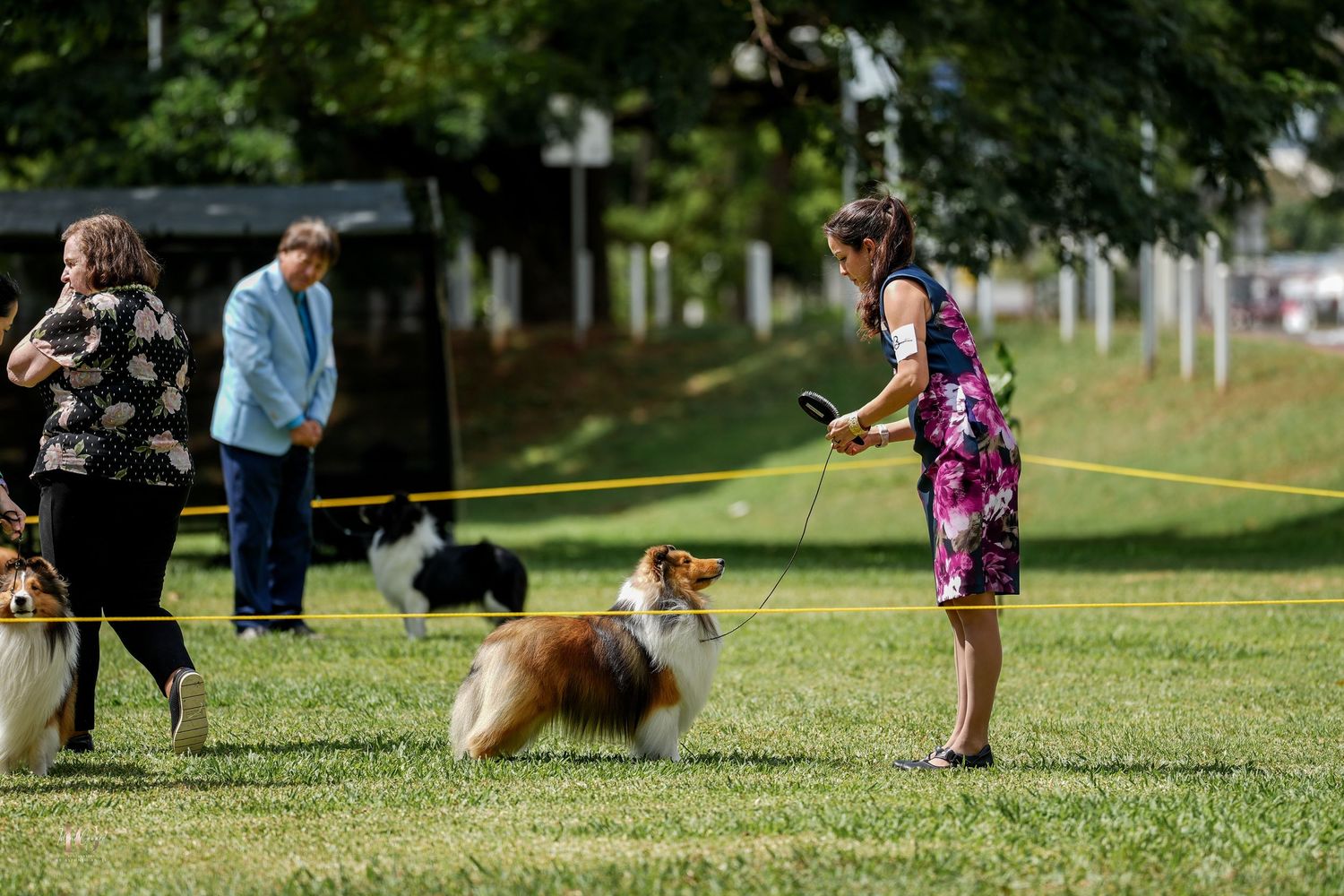 Dogs play and run with their owners in a sunny park during a training or exercise session.