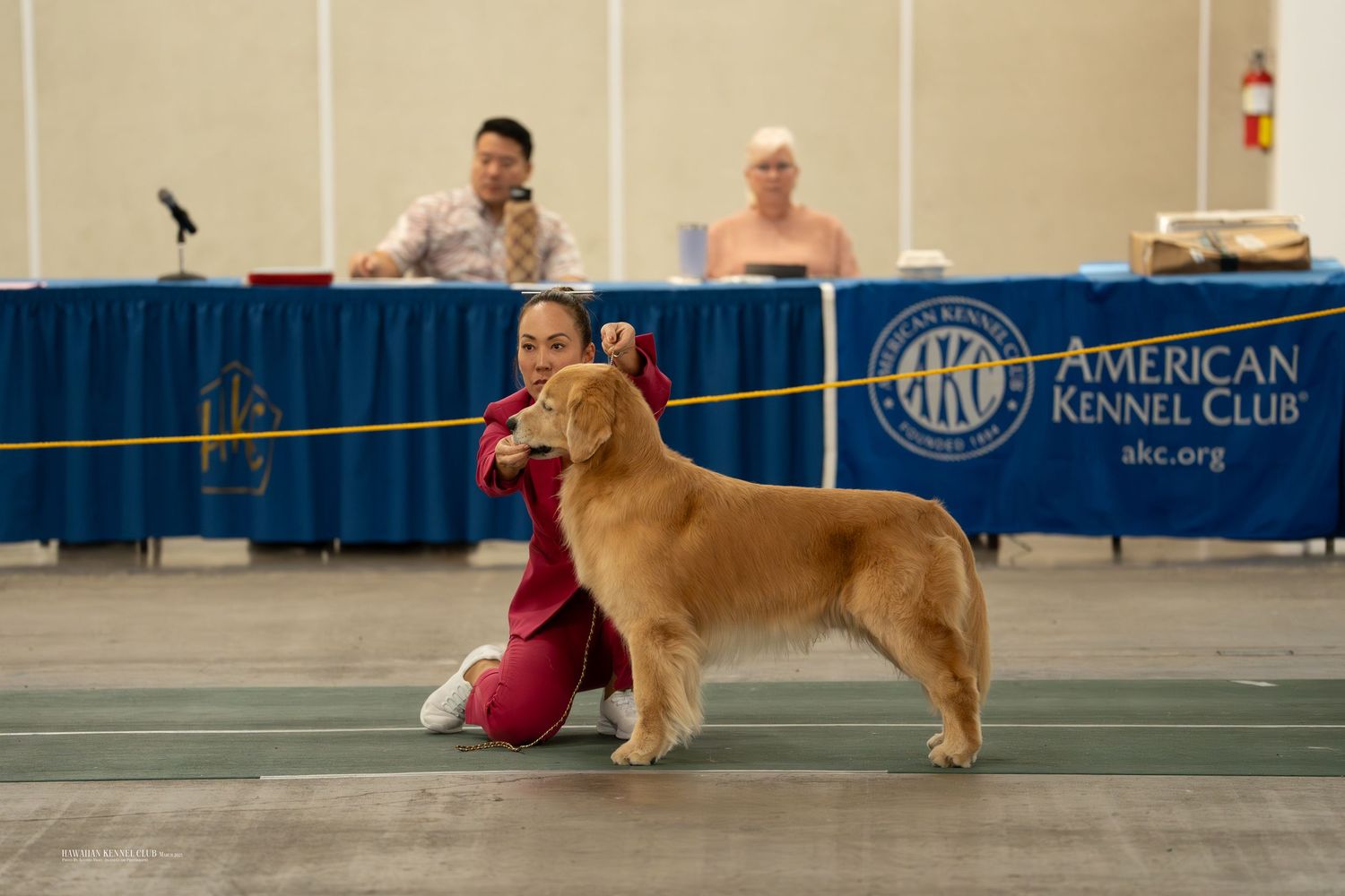 A Golden Retriever stands in show position at an American Kennel Club event while being presented in the ring.