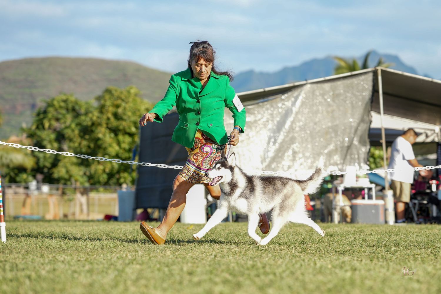 A Siberian Husky dog runs and plays fetch with a ball on a grassy field on a sunny day.