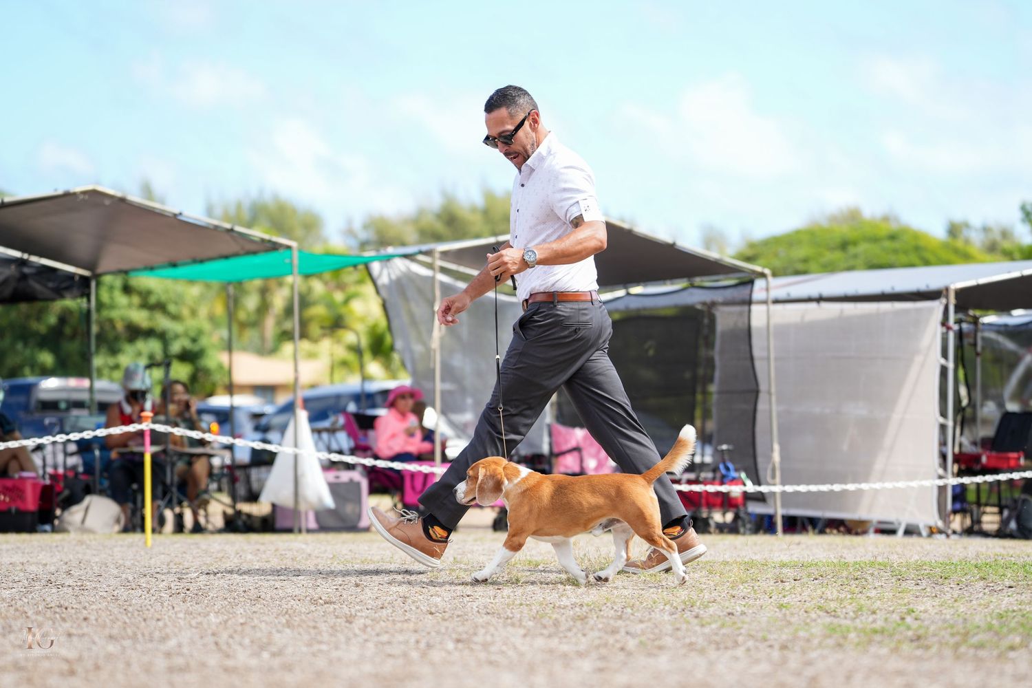 A sequence of dogs performing agility course jumps and obstacles during a competitive event.