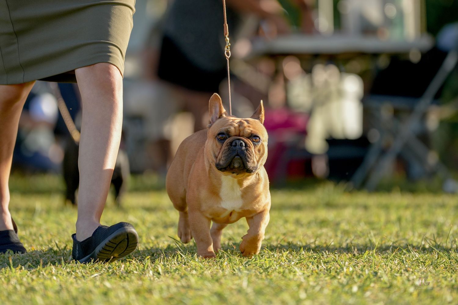 French Bulldog on a leash walking on grass in sunny outdoor setting with owner visible in background.