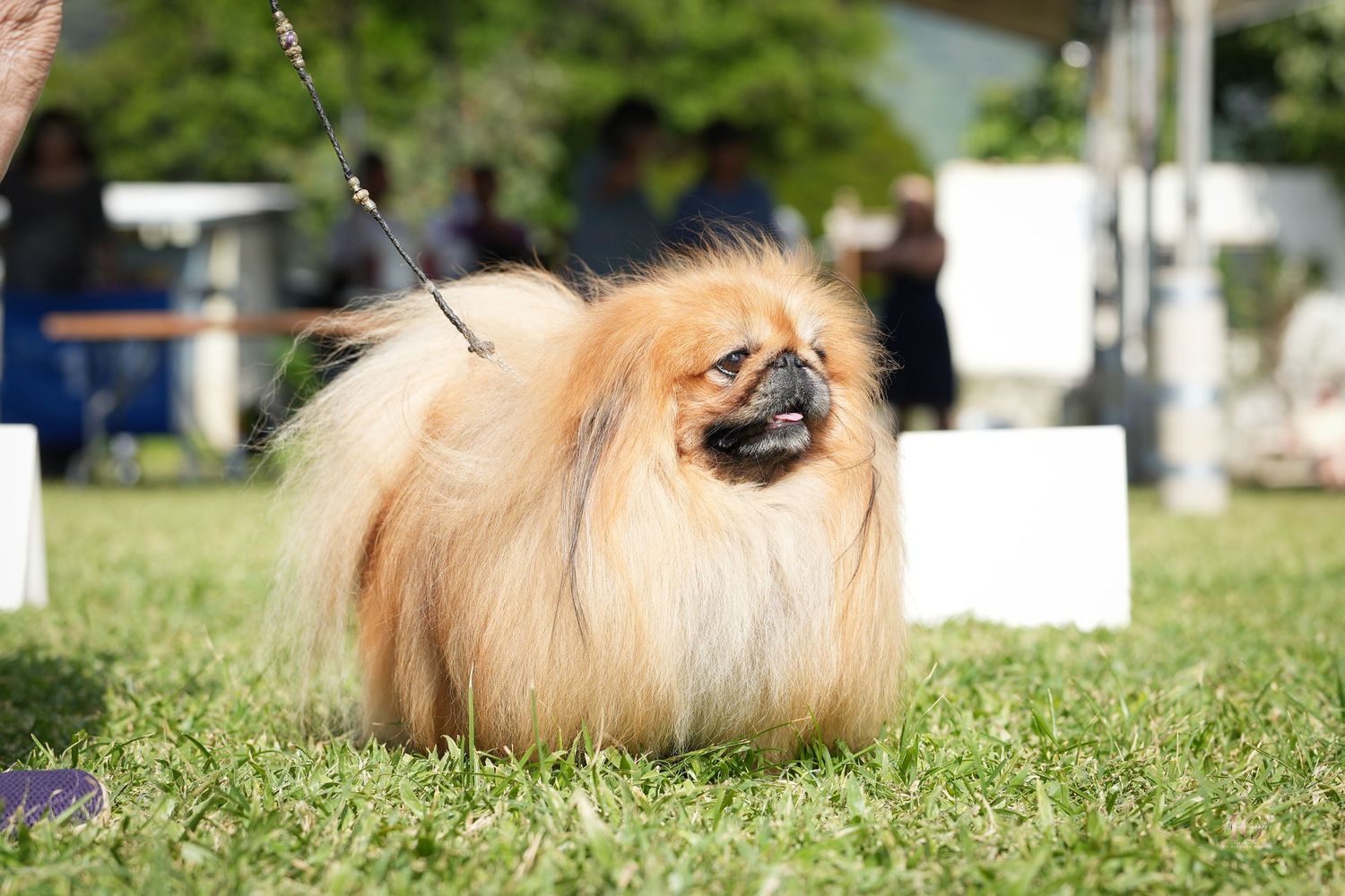 A fluffy Pekingese dog with long tan fur stands in green grass during an outdoor event.