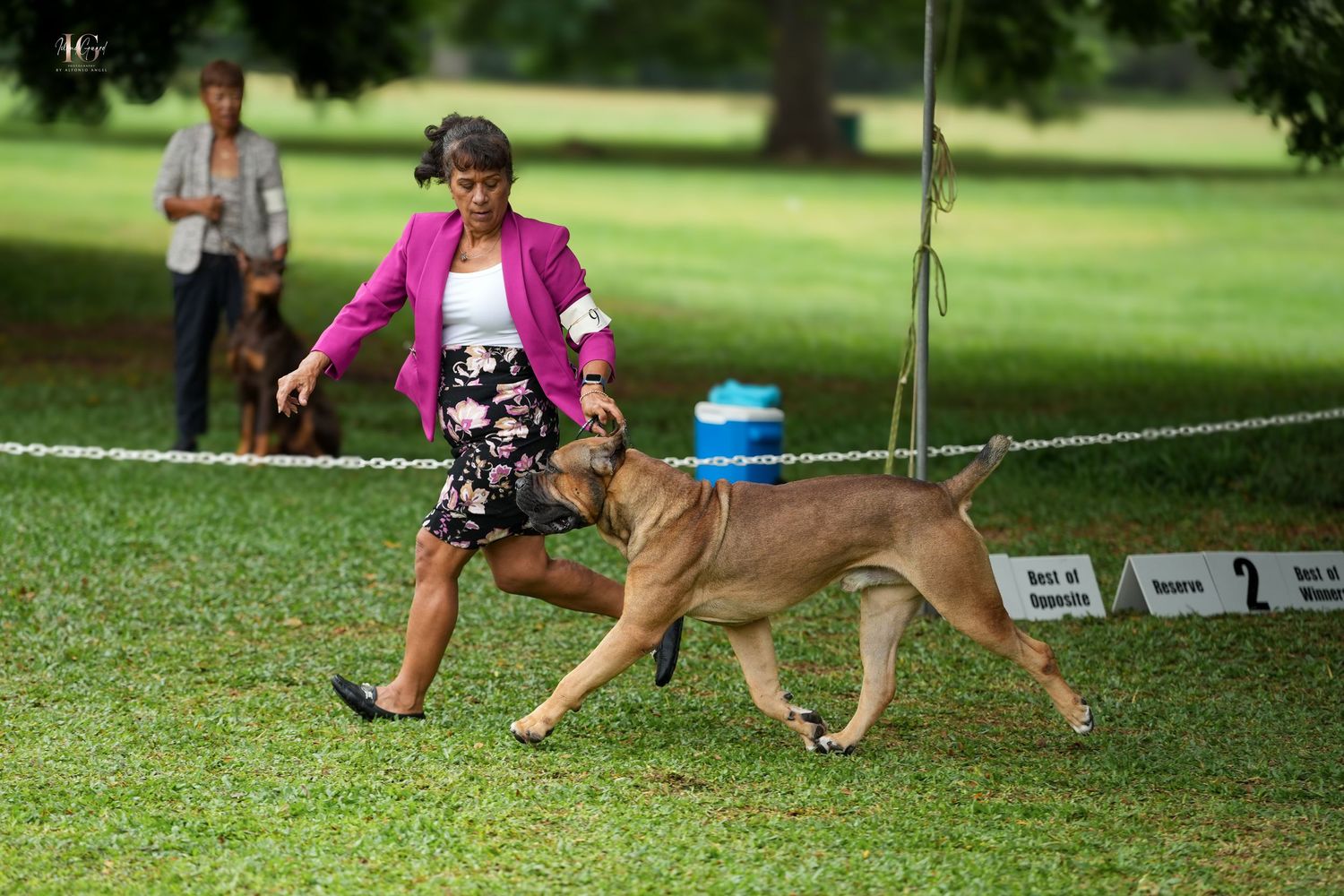 A dog and handler participate in an outdoor agility competition course on a grassy field.