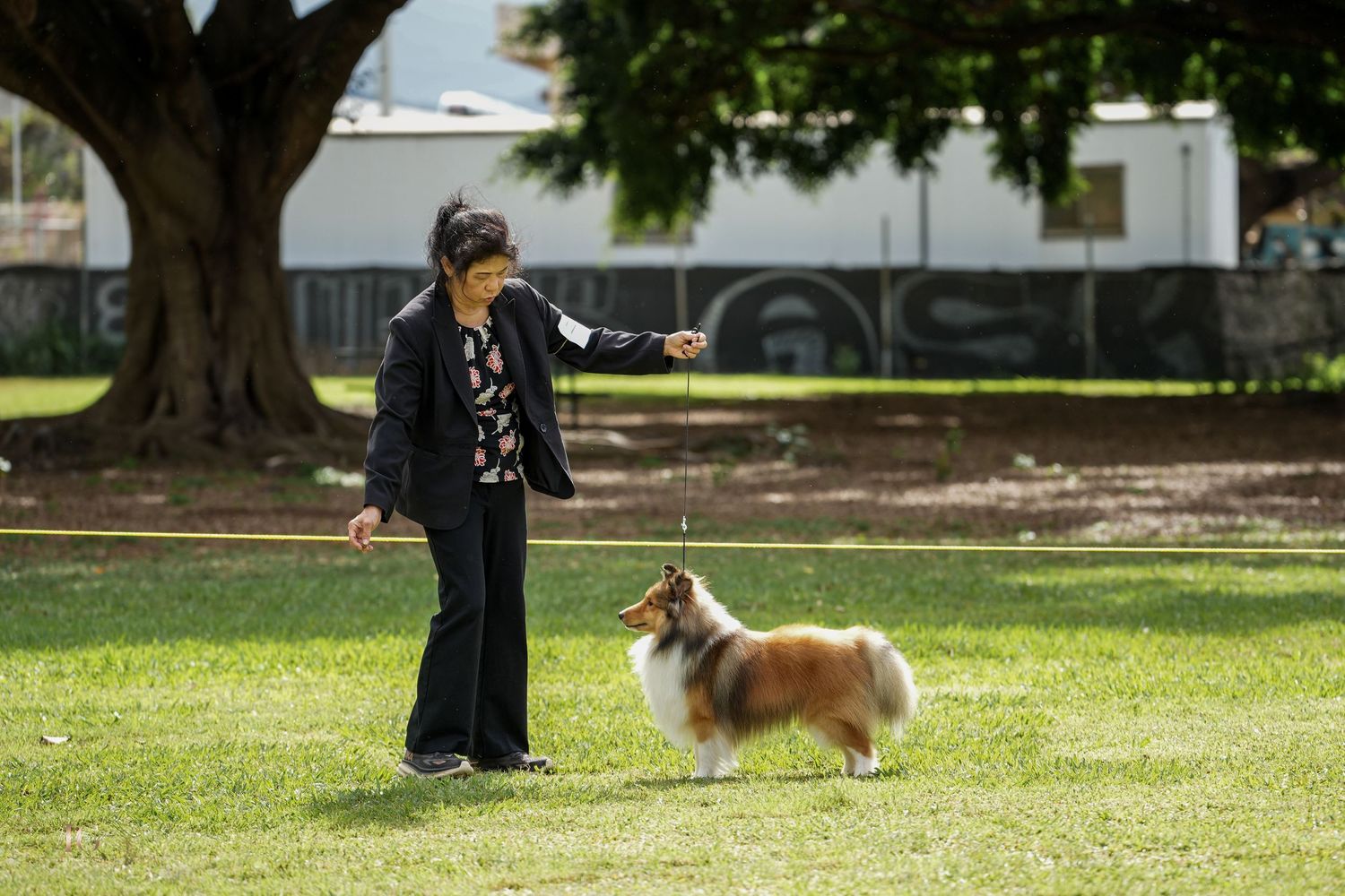 A Sheltie dog walks with its owner on a leash in a sunny park setting with green grass and trees.