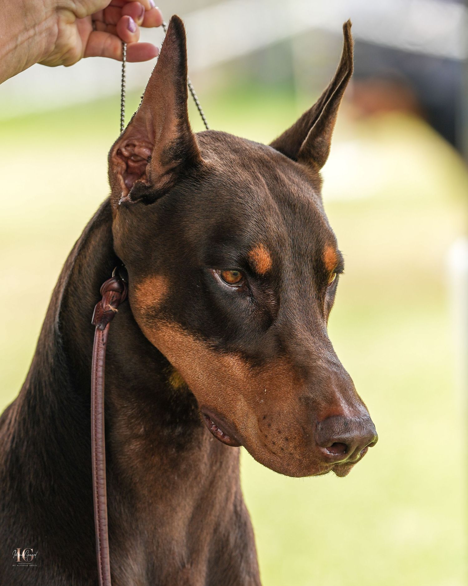 A brown Doberman Pinscher dog with cropped ears shown in profile view against a blurred background.